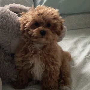 Meet your Posher, Nadia